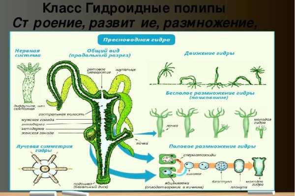 Кракен нарк